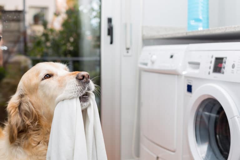 lavanderia per cose per cani servizio lavanderia peli animali